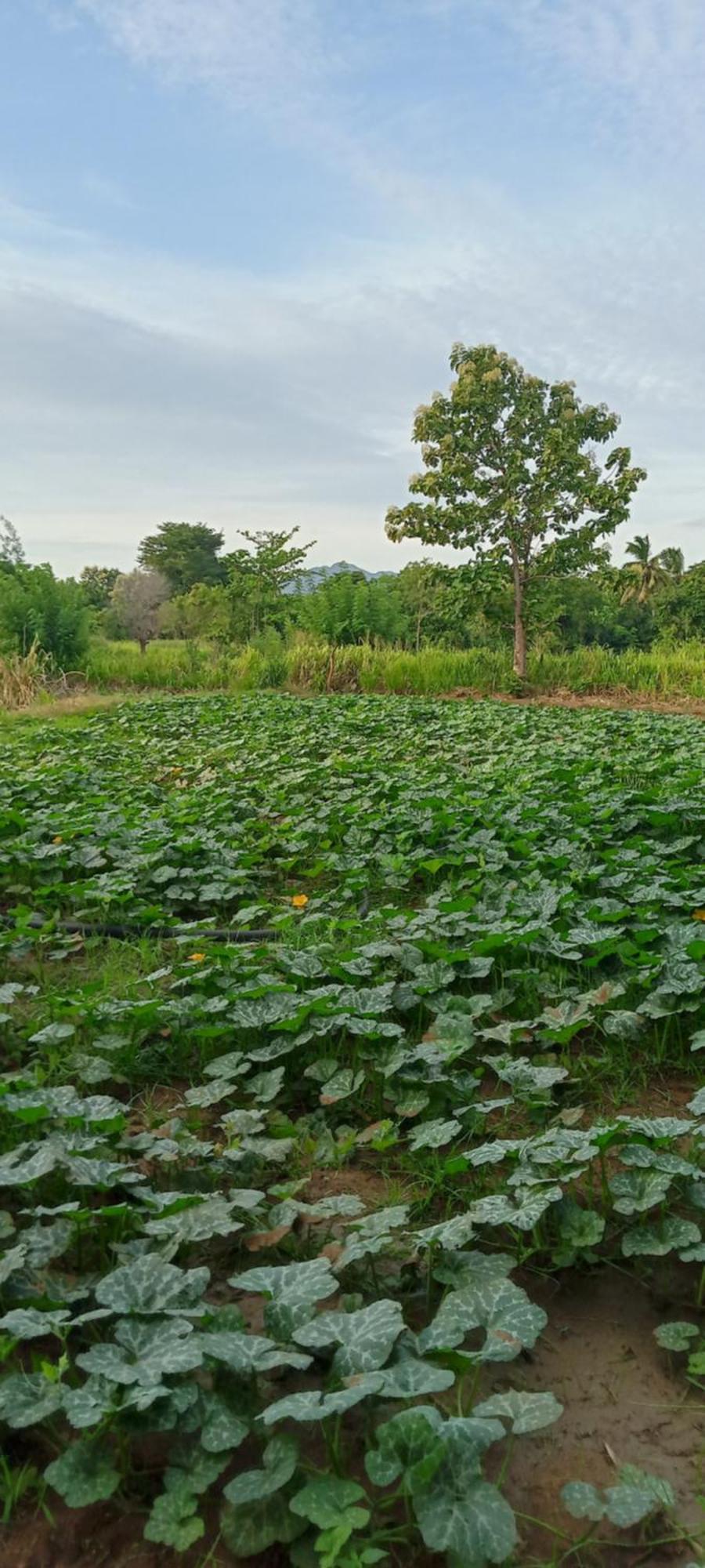Gimhana Homestay 시기리야 외부 사진